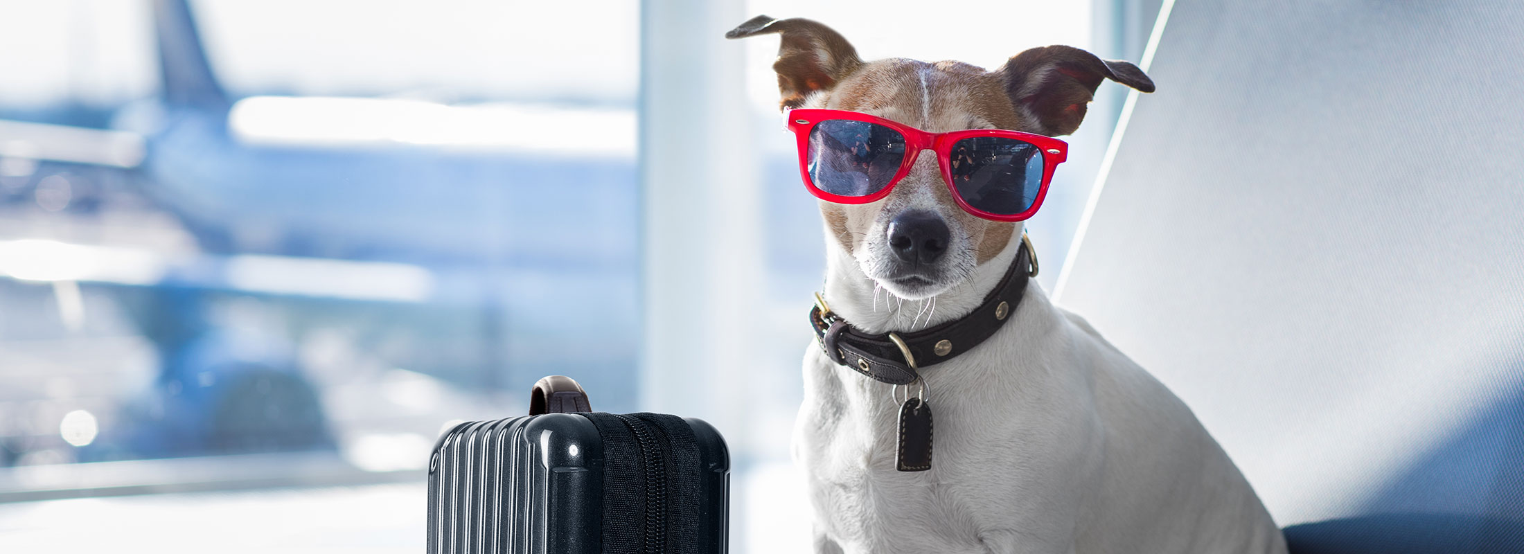image of cute dogs at the airport